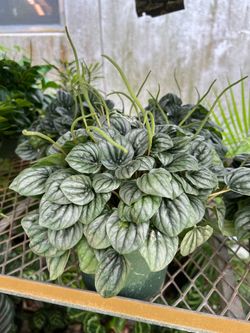 Peperomia frost in 6” pot. SPECIAL PRICE 🤩
