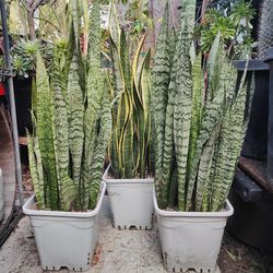 Snake Plants