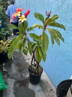 Plumeria
