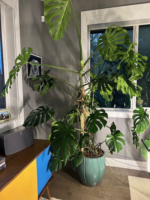 Gigantic Monstera Plant, 7.5 Ft Tall, 5Ft Wide