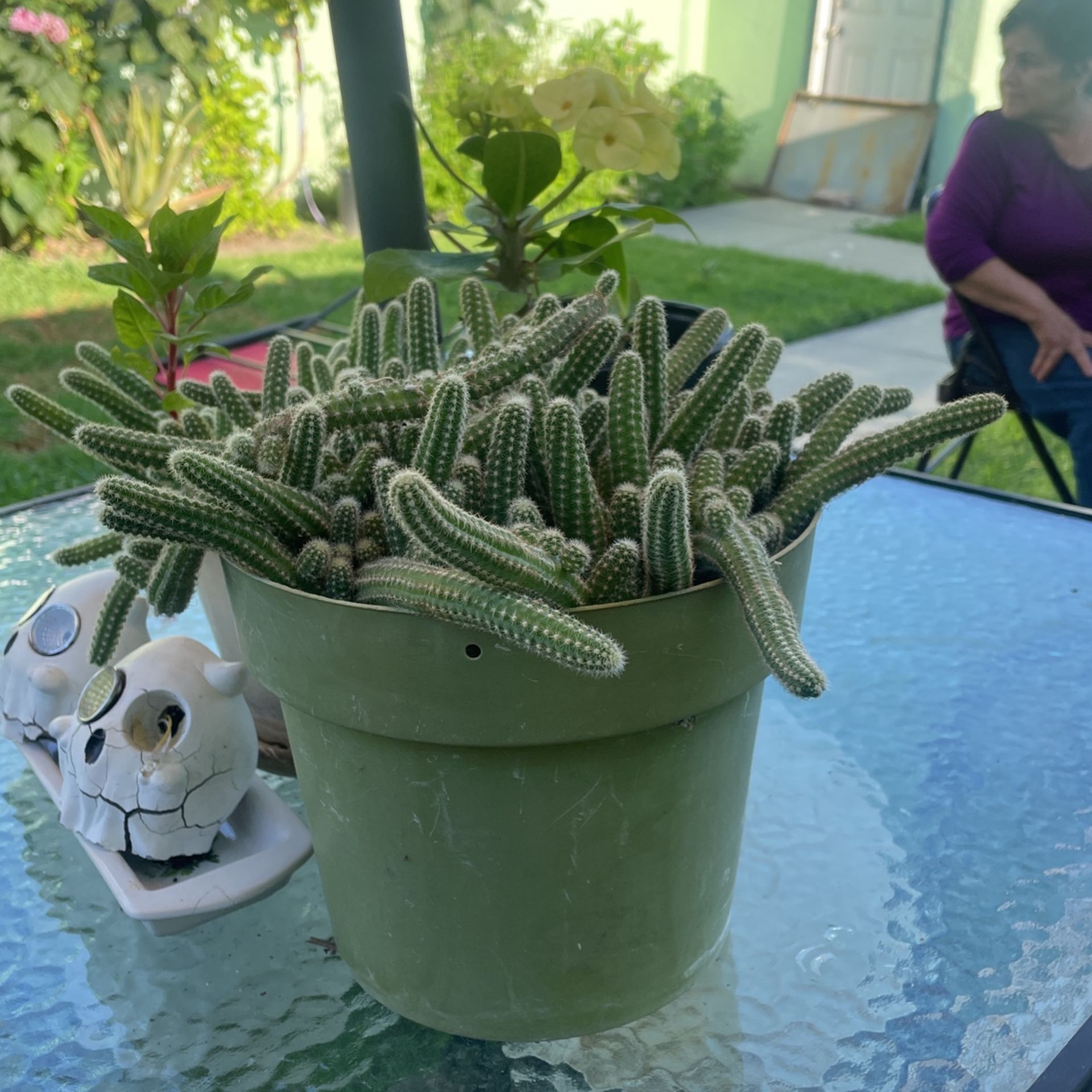 Linda Planta Gusanito