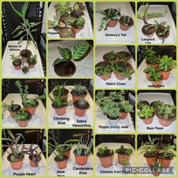 SUCCULENT SALE! 🪴 Live Plants! 🌱 