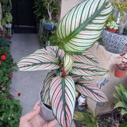Calathea White Star Plant $23