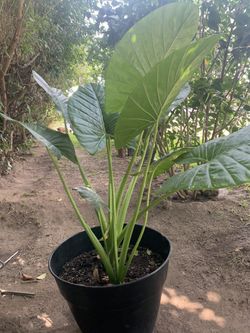 Plants