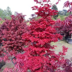 Mature Japanese Maples Trees For Sale 