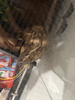 Snake tank