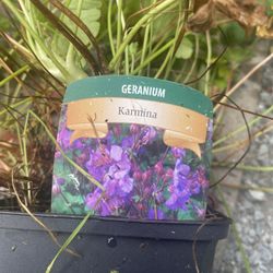 Hardy Geranium Plants 