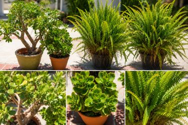 🪴 Healthy Potted Plants for Sale – Corona, CA 🌿