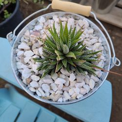 Suculenta OH Planta Sebra