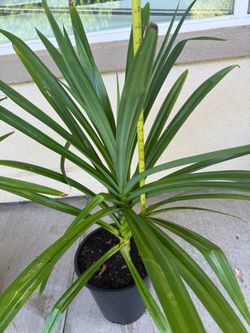 Huge 3ft Edible Pandan Tree/Plants - To Láŧn LÃĄ DáŧĐa - FAT Trunk