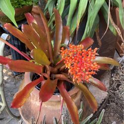 Small Sun Bromeliad