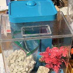 Betta Tank