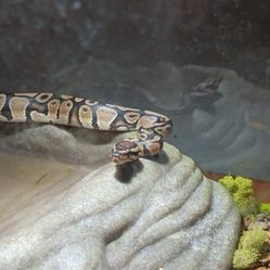 Snake For Sale