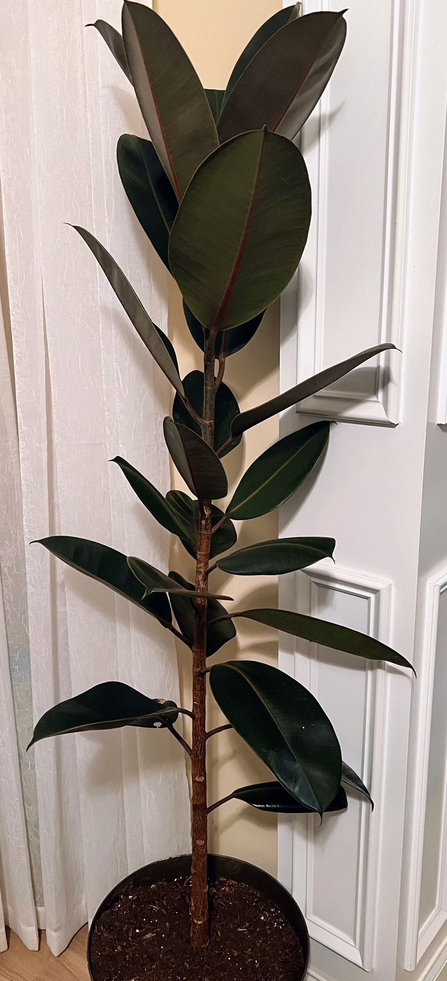 Healthy Burgundy Rubber Tree Plants