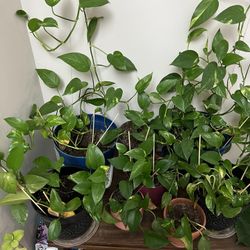 Money Plant - Golden Pothos
