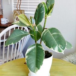 Living Plant 🌱17"H Rubber Tree on 6"H White Pot with Tray ::: Indoor