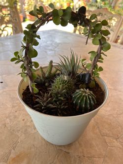 Succulent plant