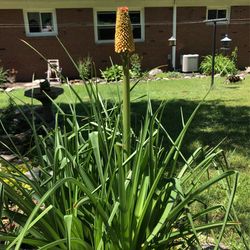 Red Hot Pokers