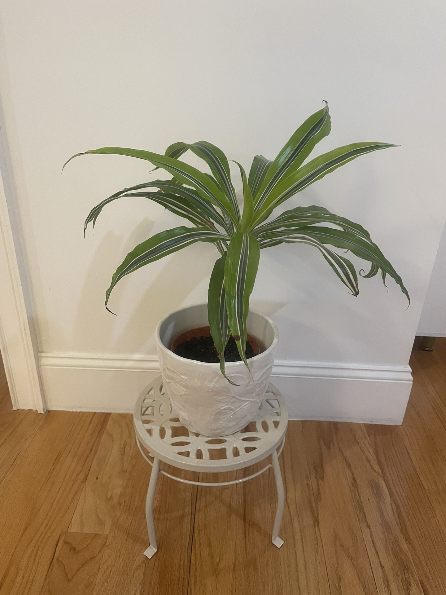 Dracaena real plant with pot and Stand