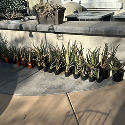 Plants Aloe Vera Plants / Planta De Savila 