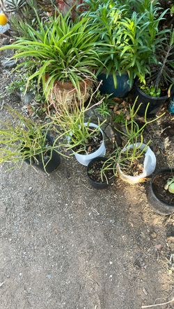 Fire Stick Plants