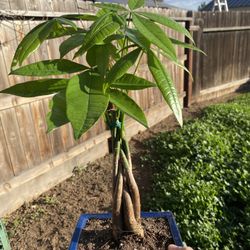 Bonsai Money Tree $35 Indoor Plant