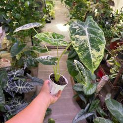 4” Variegated Alocasia Frydek