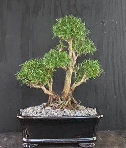 Bonsai Snow Rose