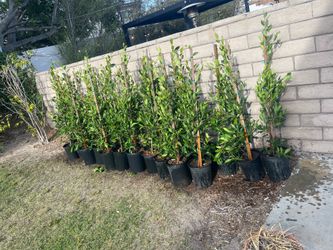 Ficus