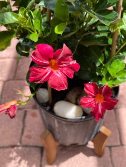 Mandavilla 3 gallon trellis vine