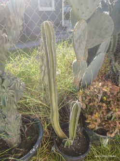 Mexican fence post cactus plant