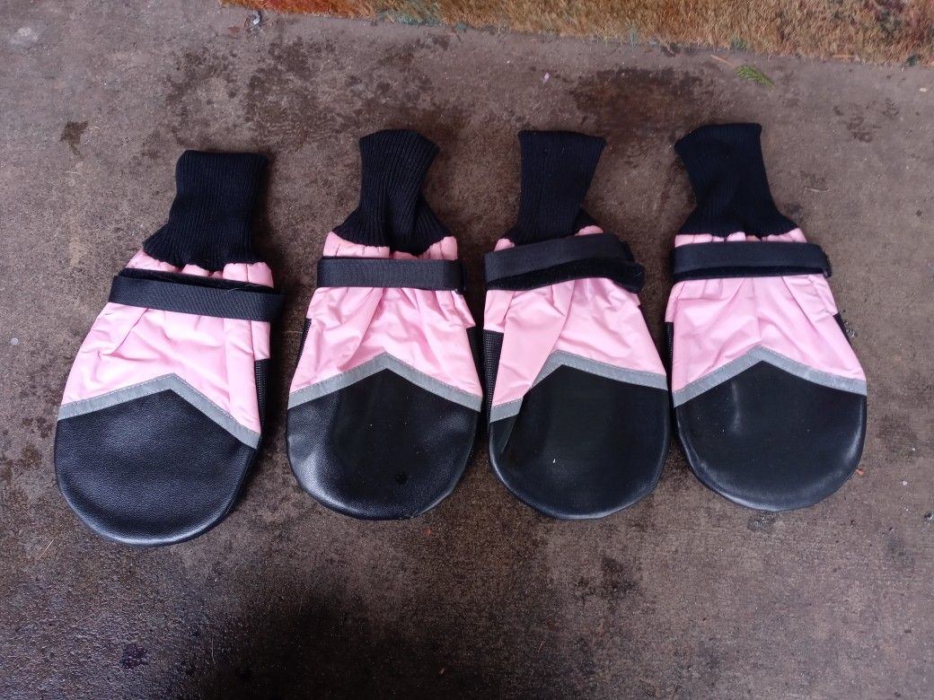 Big Dog Shoes