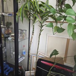 Large Lemon Lime Draconia House Plant