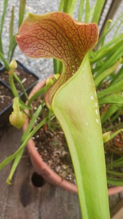 Carnivorous Pitcher Plant Hybrids For Sale! Easy To Grow And Affordable Flycatchers In Various Sized Pots!