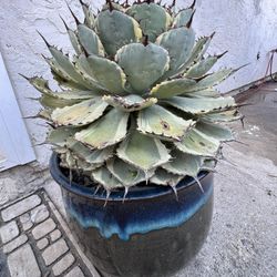 Kissho Kan Agave In Ceramic Pot 