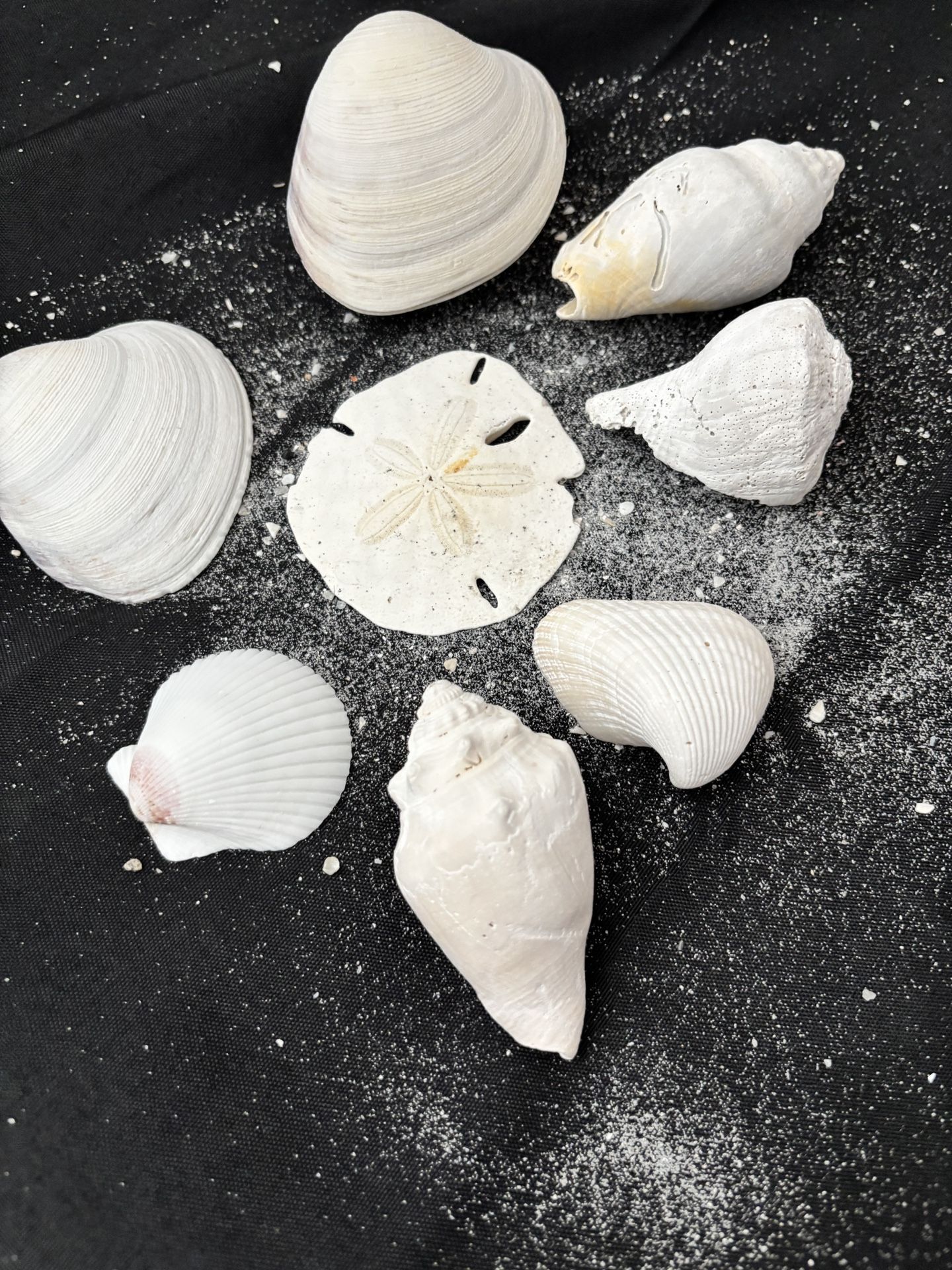 Sea Shell Set For The Aquariums And Home Decorations 