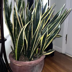 XL “Black Gold” snake plant potted in 16”x12” clay pot 