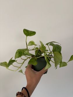 4” Inch Marble Queen Pothos Plant B