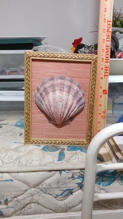 Sea shell