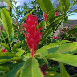 Red Ginger Plants ♥️25gl $200