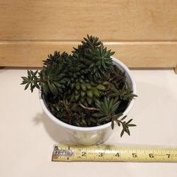 Sinocrassula Yunnanensis Succulent