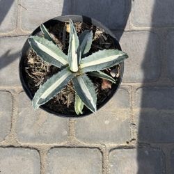 Beautiful Agave Medio Picta – 8” and 5 gallon size.