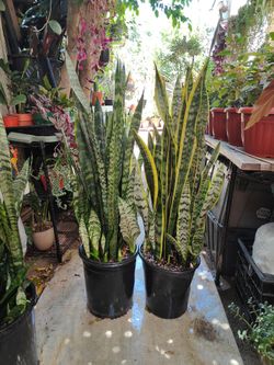 Snake Plants