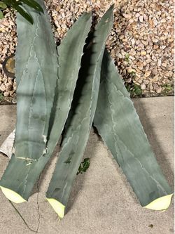Pencas de maguey para birria.
