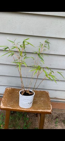 Bamboo Bonsai, 17 inches