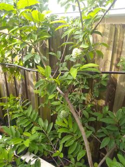Sugar apple. Anon