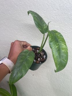 Epipremnum Giganteum Variegated
