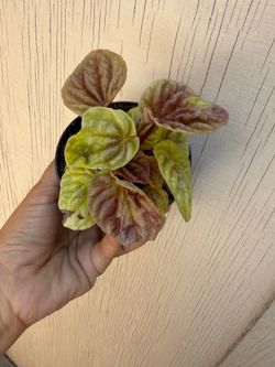 4” peperomia quito