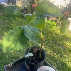 Edible Plant Root Beer Or Hierba Santa 