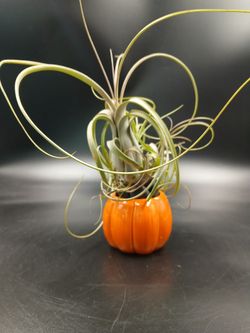 Spooky Halloween Air Plant in a Pumpkin Pot